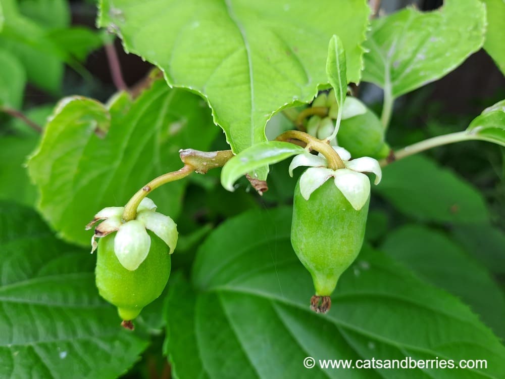 Actinidia polygama