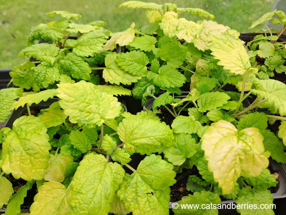 Melissa officinalis "Aurea"