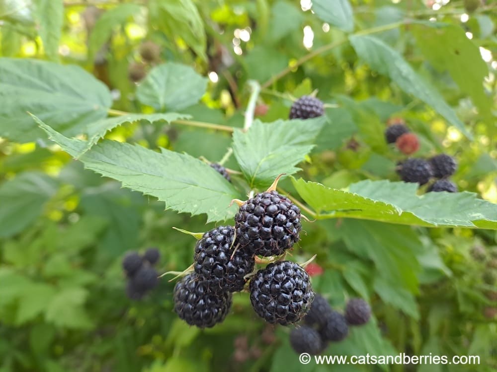 Rubus occidentalis