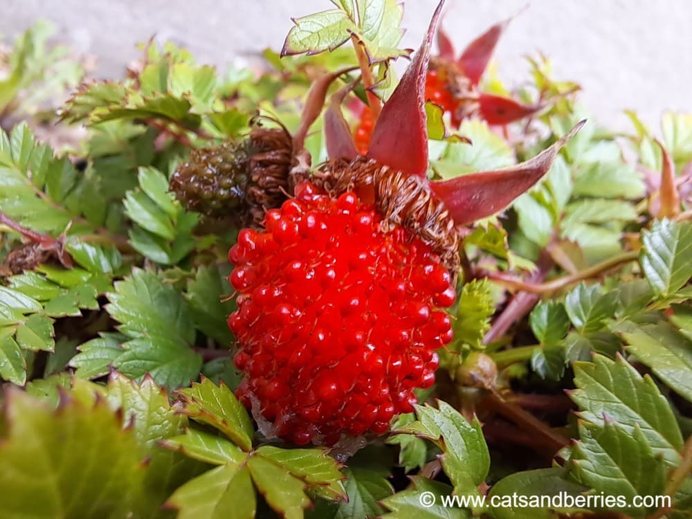 Rubus taiwanicola