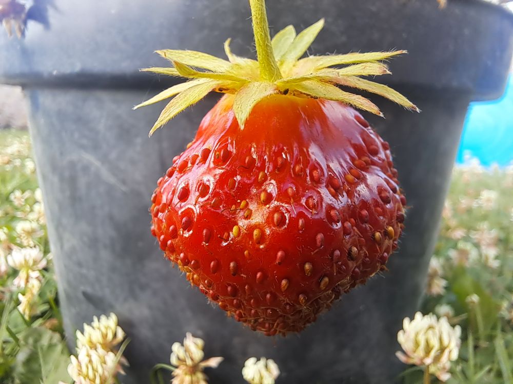 Fragaria x ananassa "Mara de Bois"