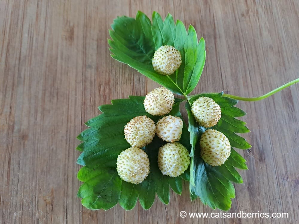 Fragaria vesca "White Delight"