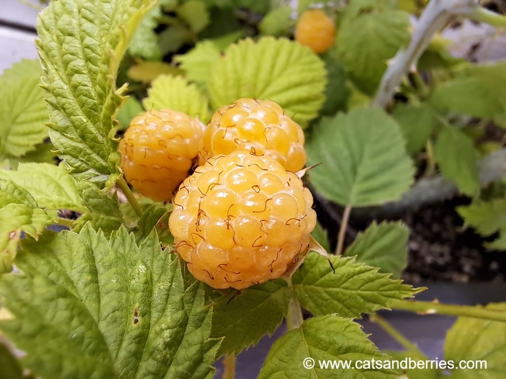 Rubus leucodermis var. alba