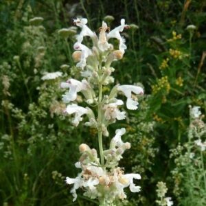 Nepeta nepetella ssp. aragonensis