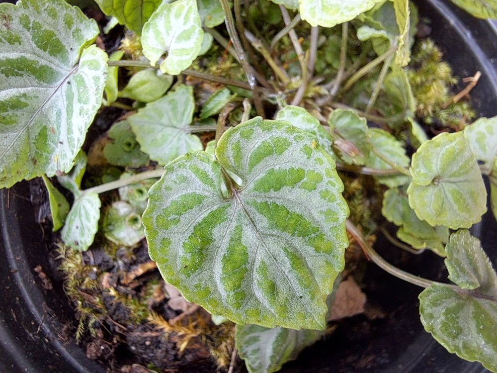 Viola selkirkii f. variegata