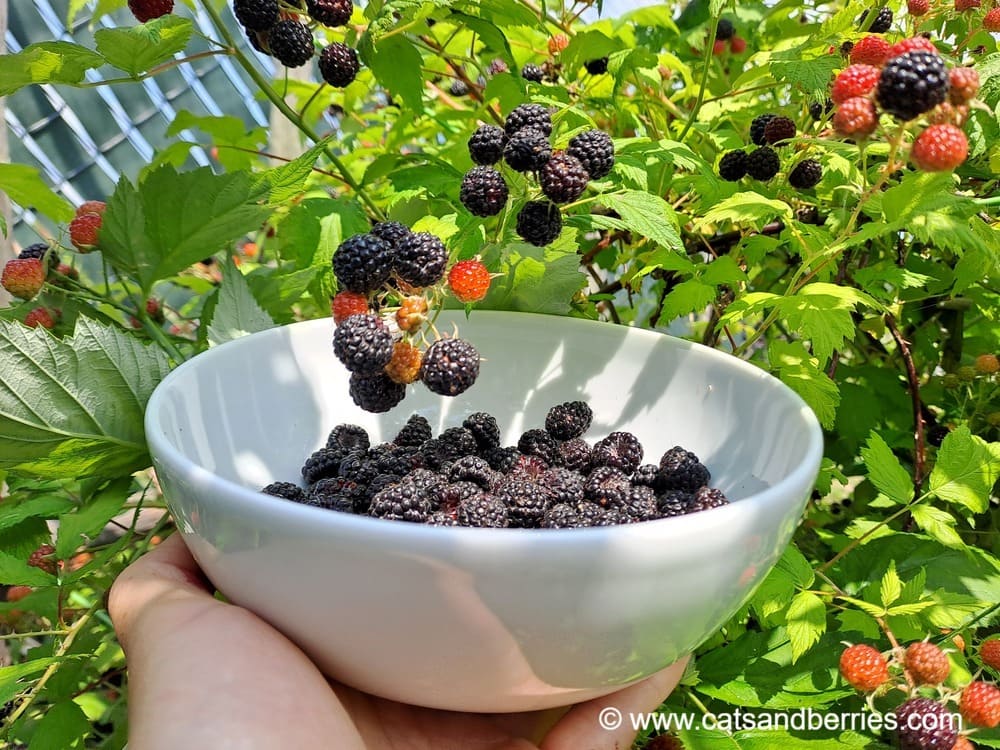 Rubus occidentalis
