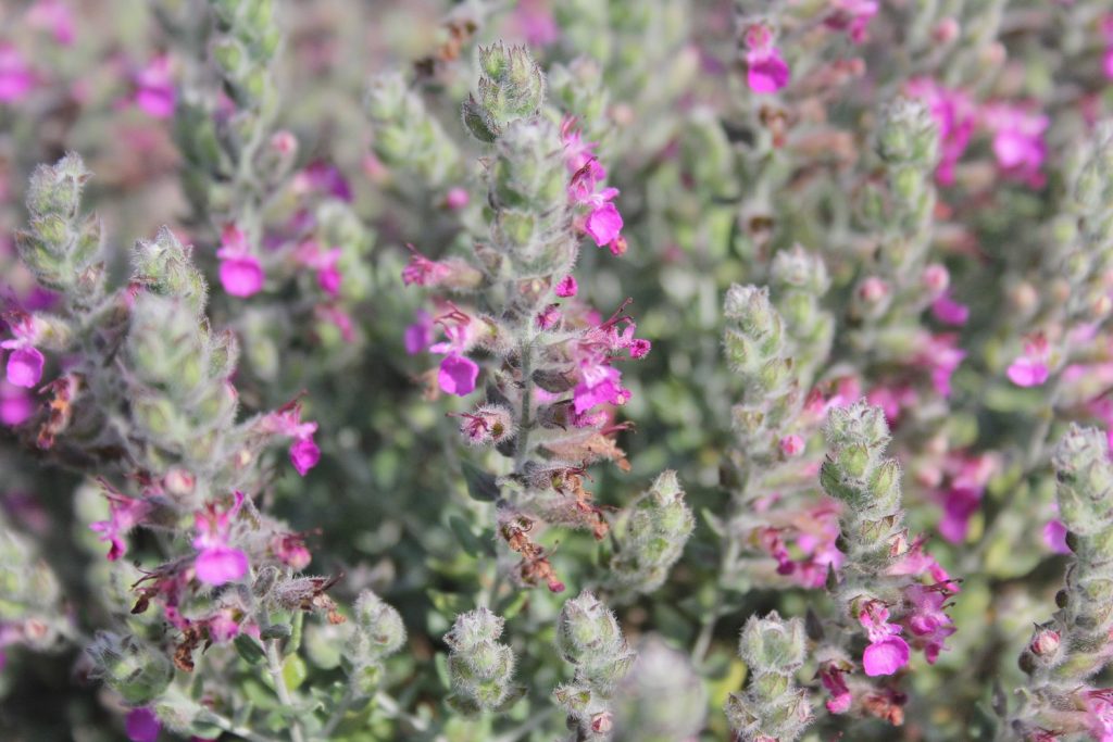 Teucrium marum