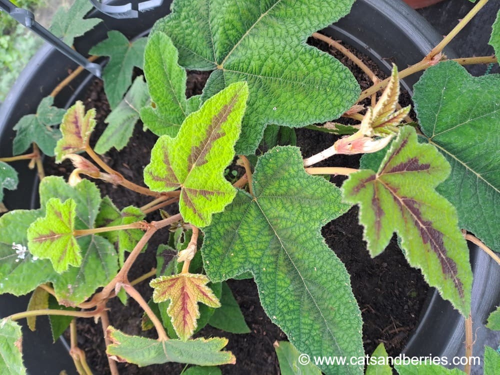 Rubus reflexus