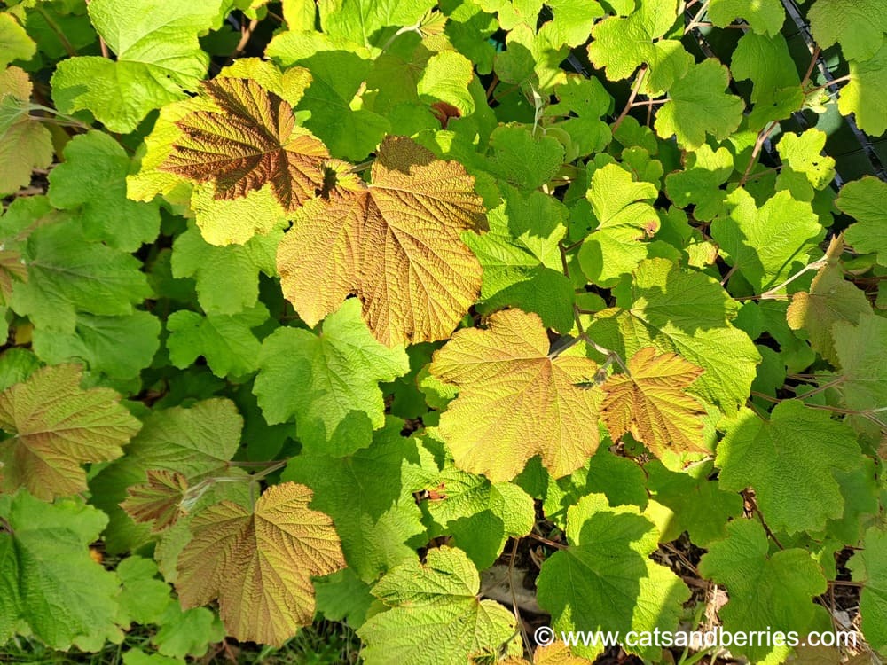 Rubus setchuenensis