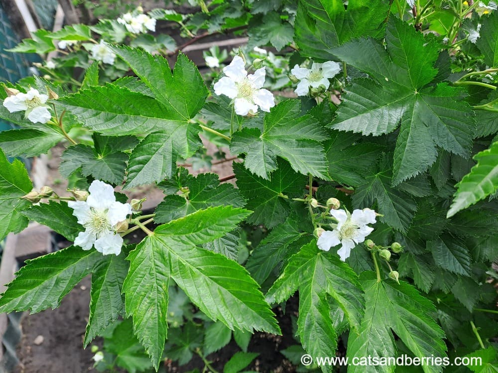 Rubus trifidus