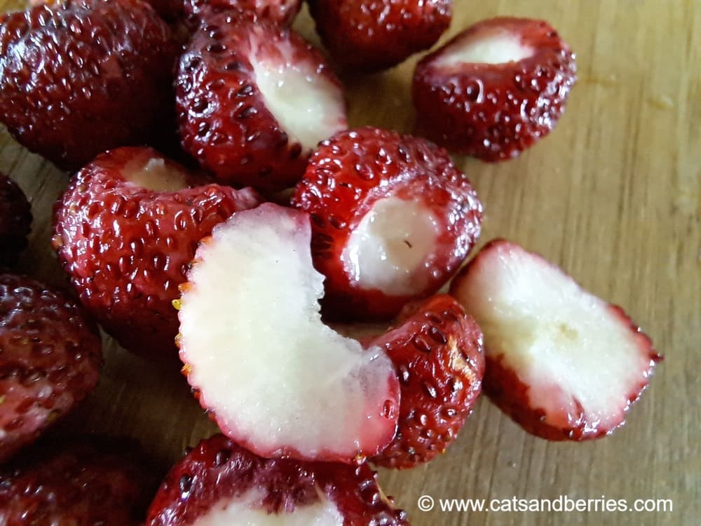 Fragaria moschata "Askungen"