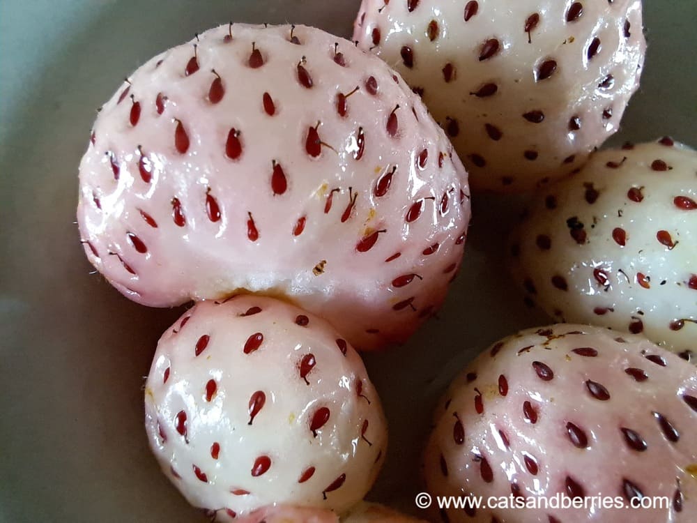 Fragaria x ananassa "Pineberry"