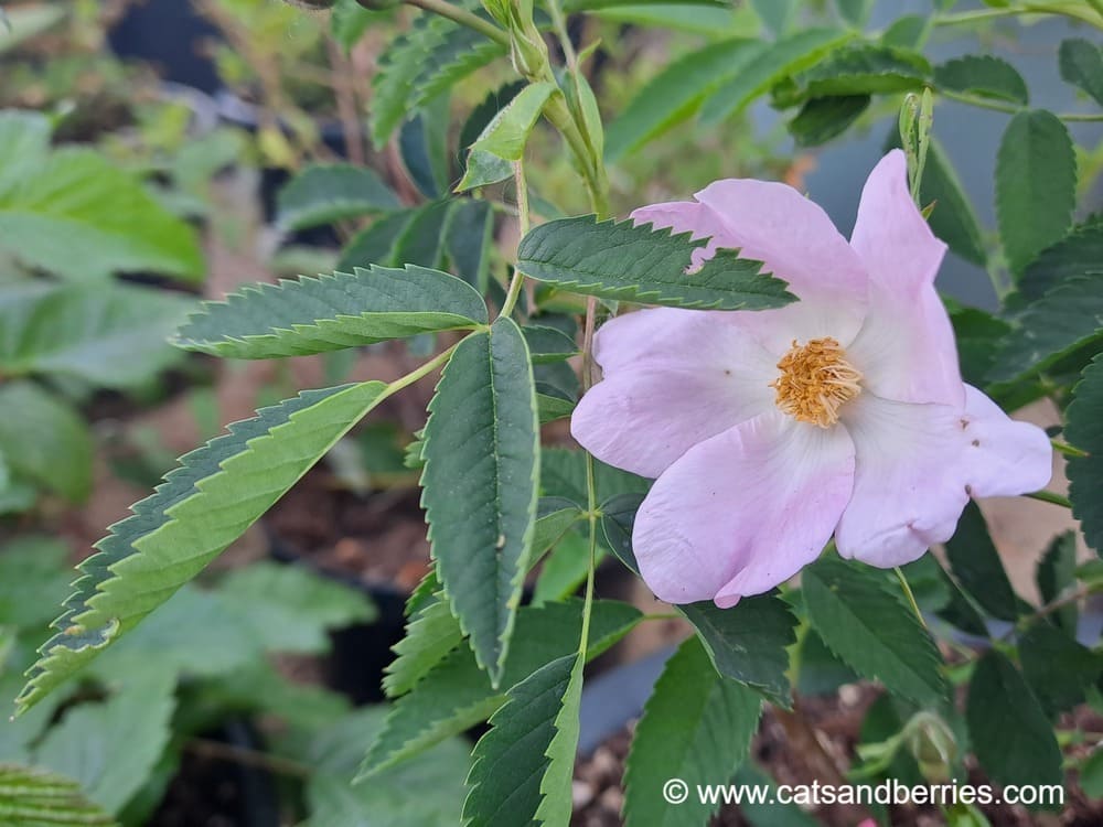 Rosa corymbulosa
