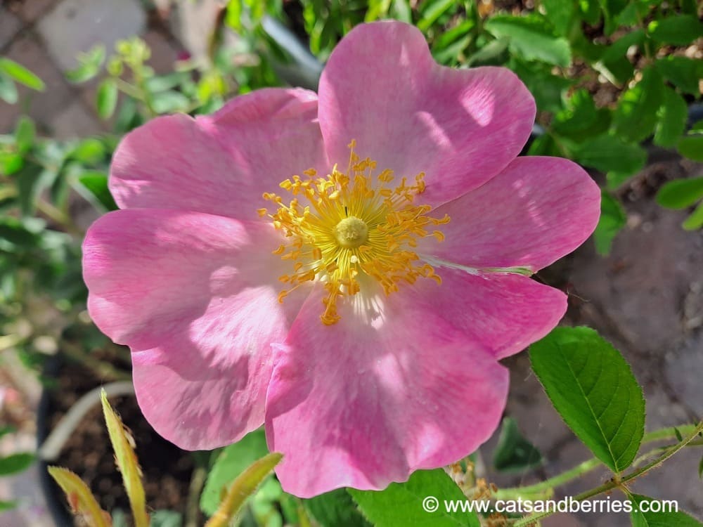 Rosa gallica var. pumila