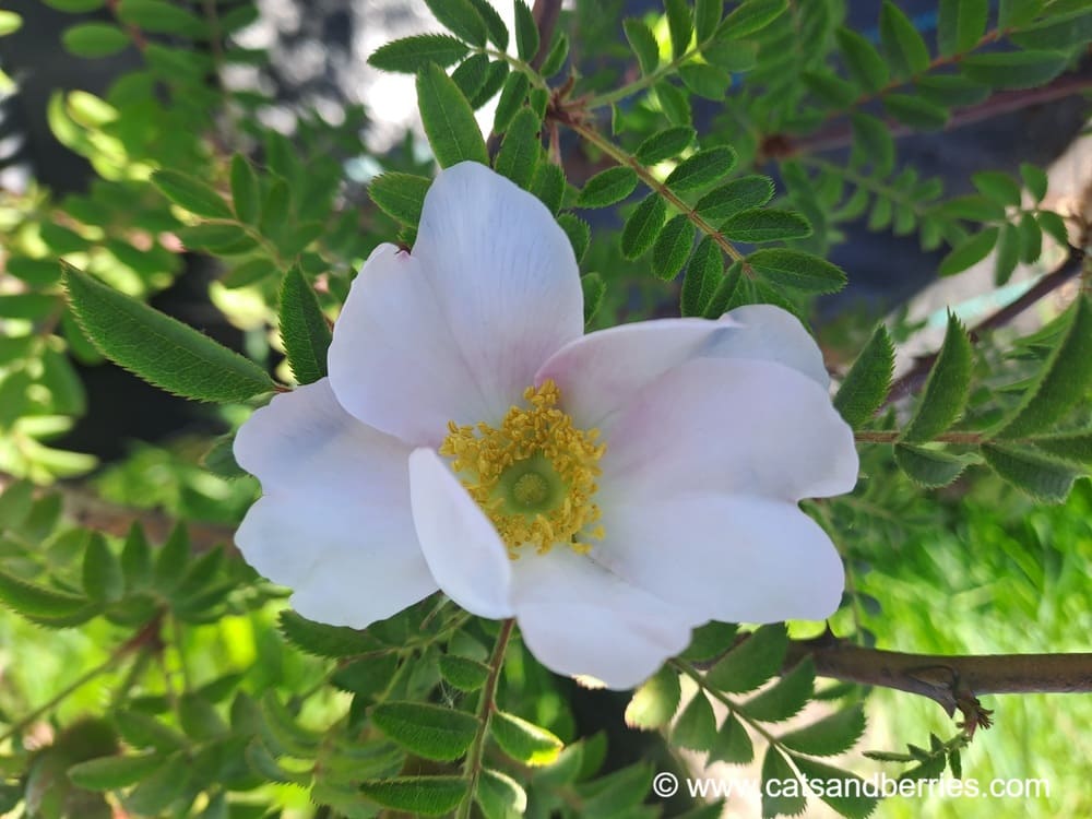 Rosa hirtula