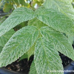 Rubus hirsutus "Fuiri"