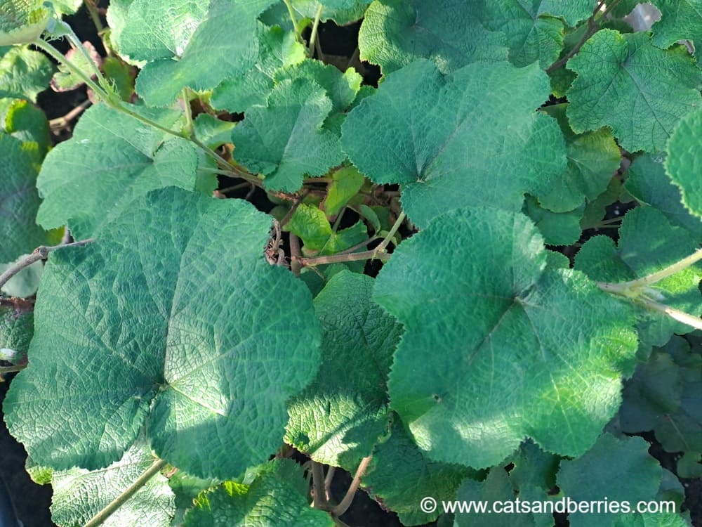 Rubus hunanensis