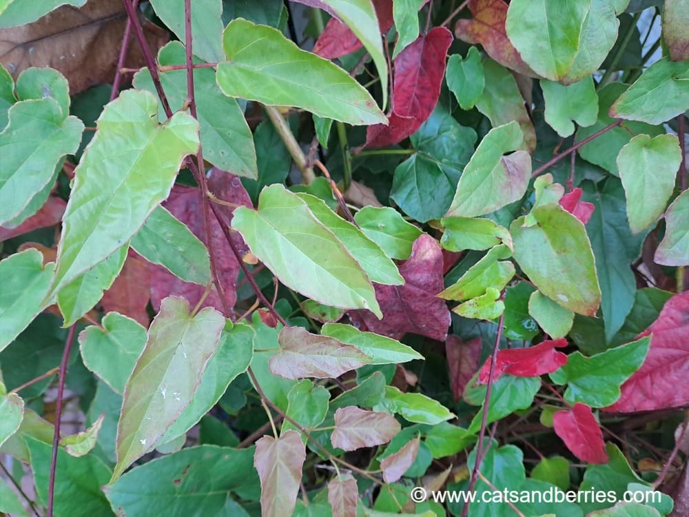 Rubus ichangensis