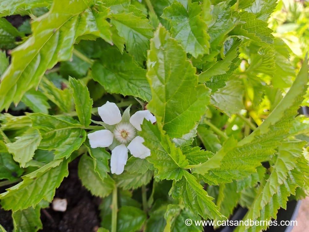 Rubus xanthocarpus