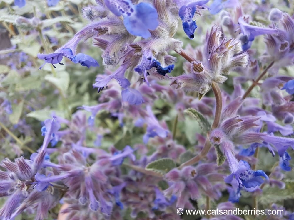 Nepeta racemosa