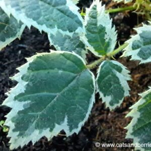 Rubus fruticosus "Variegatus"