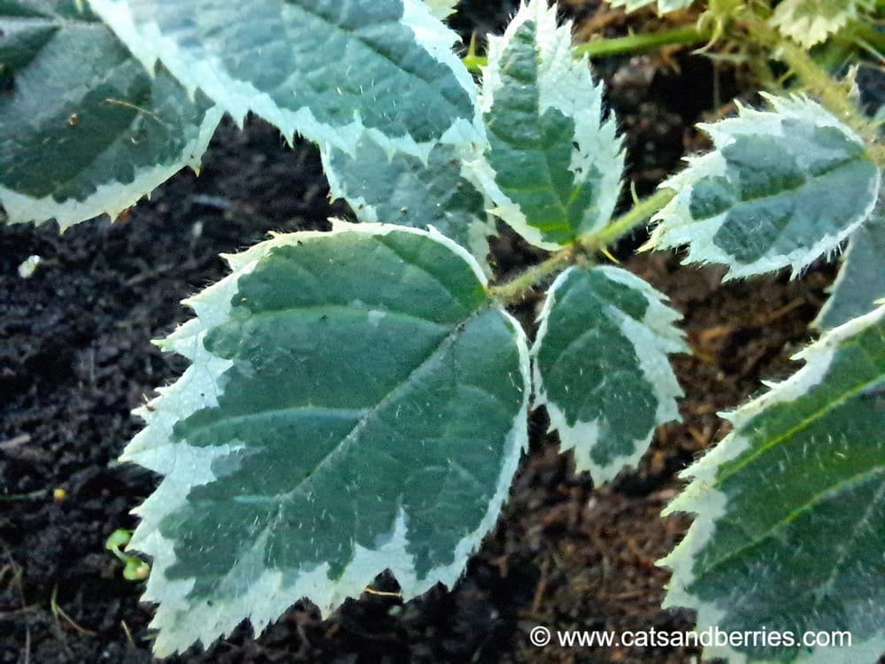 Rubus fruticosus "Variegatus"
