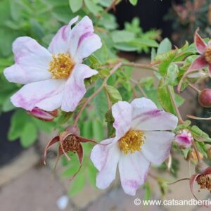 Rosa iliensis