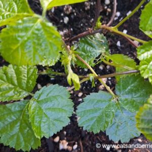 Rubus rubrisetulosus