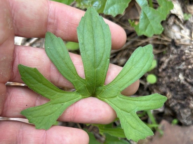 Viola palmata