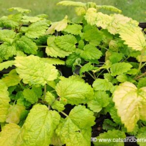 Melissa officinalis "Aurea"