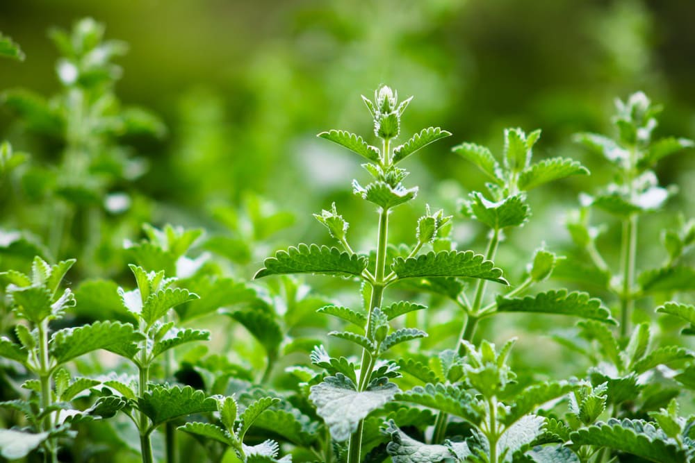 Nepeta cataria