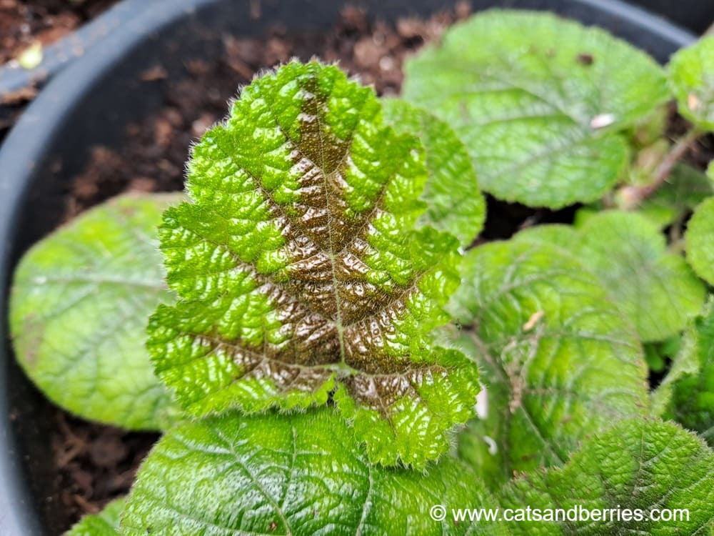 Rubus pectinellus