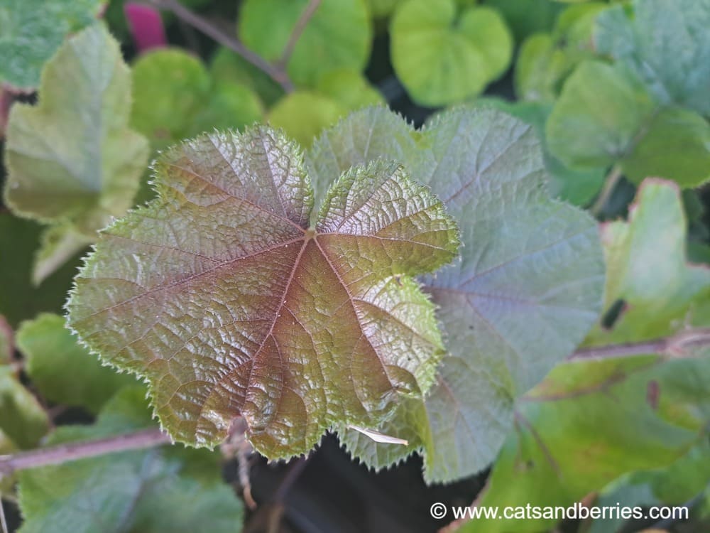 Rubus buergeri