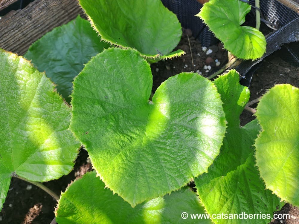 Rubus irenaeus