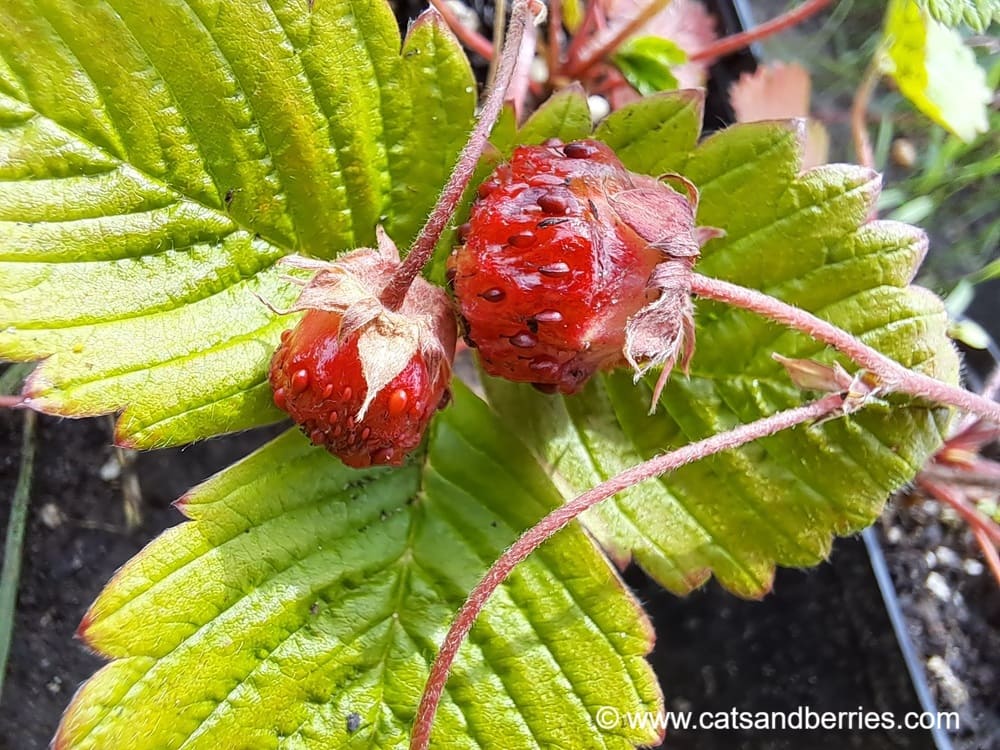 Fragaria nubicola