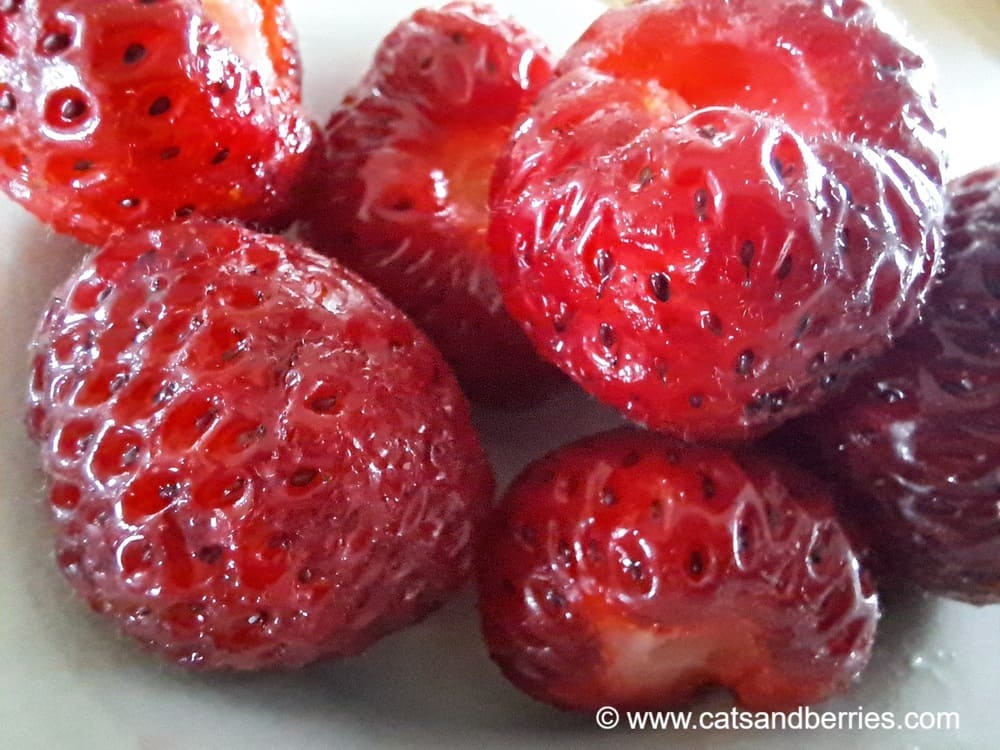 Fragaria x ananassa "Deutsche Gewürzerdbeere"