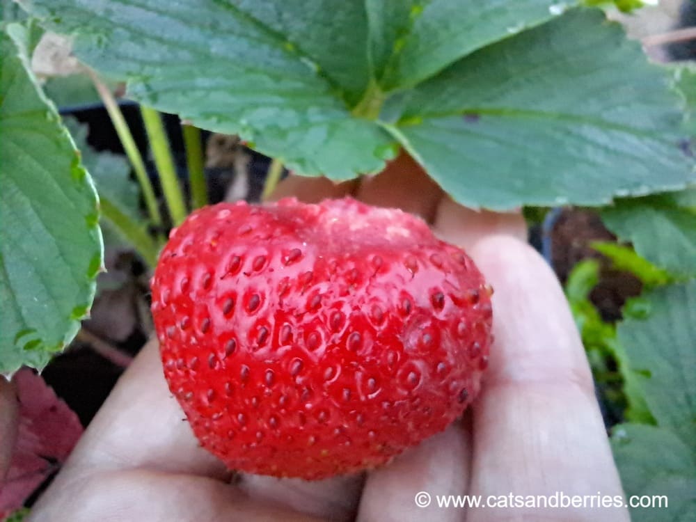 Fragaria x ananassa "Korbinskaya Rannyaya"
