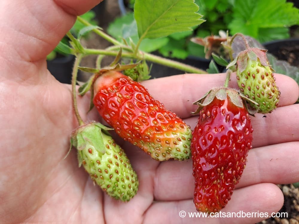 Fragaria x ananassa "Zemklunika Kupchikha"