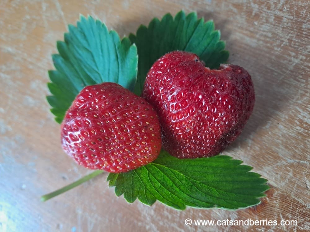 Fragaria x ananassa "Ostara"