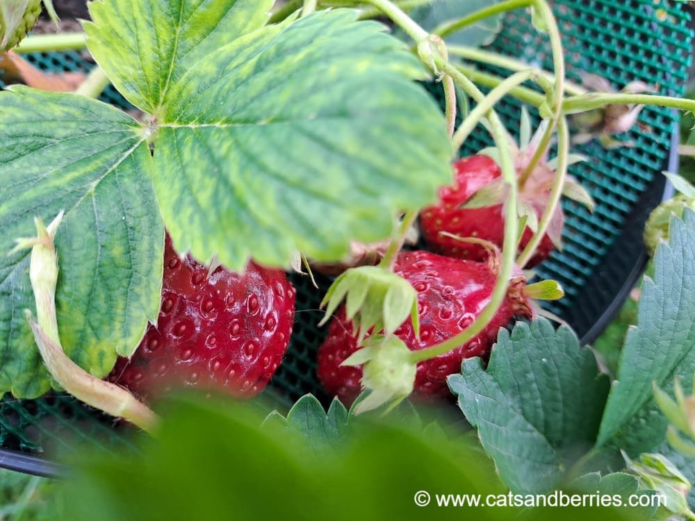 Fragaria x ananassa "Schwarzer Ananas"