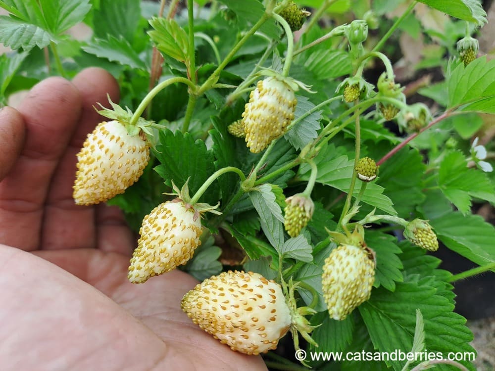 Fragaria vesca "White Soul"