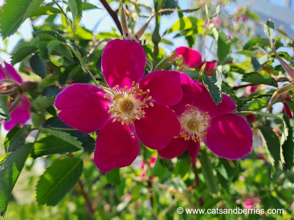 Rosa pendulina var. pyrenaica