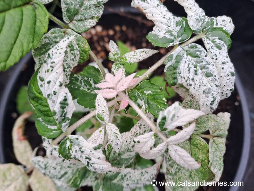 Rubus hirsutus "Giboulée"