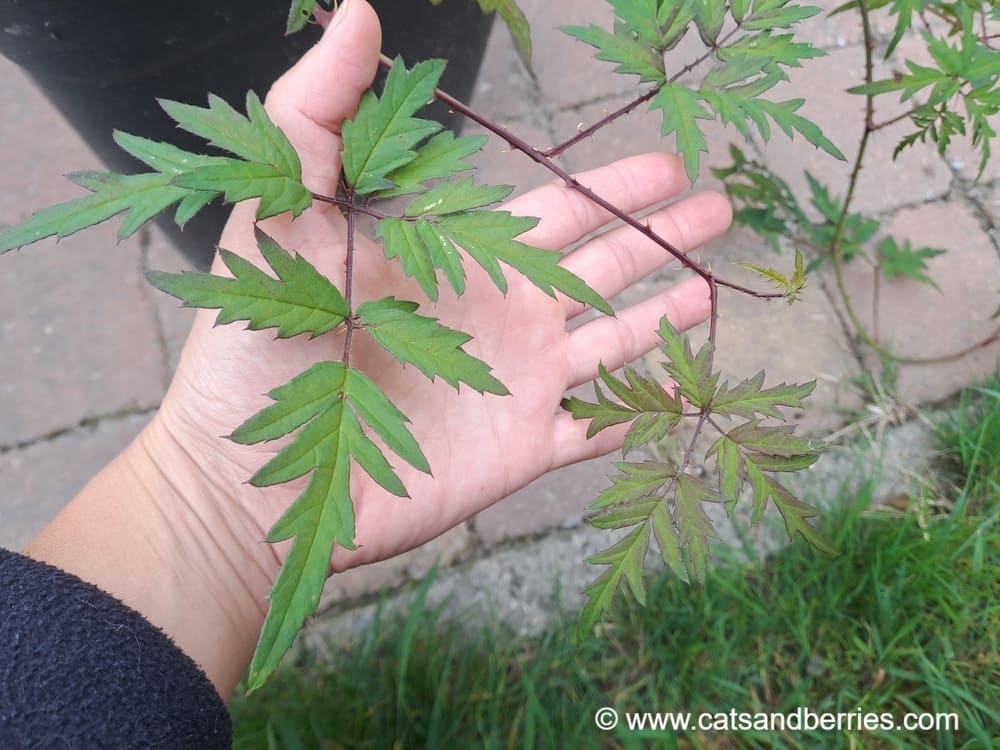 Rubus laciniatus
