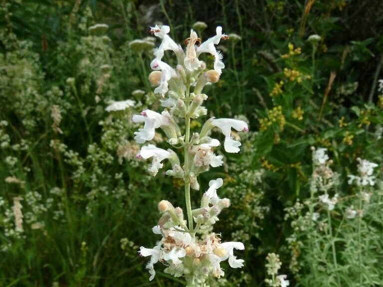 Nepeta nepetella ssp. aragonensis