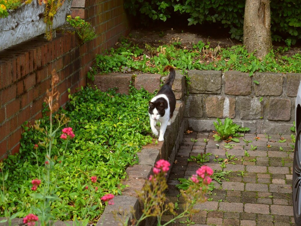Catsandberries.com
