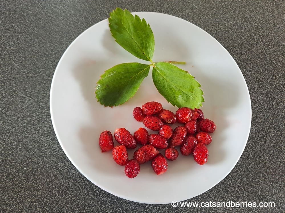 Fragaria virginiana