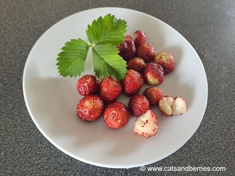 Fragaria moschata “Capron Royal”