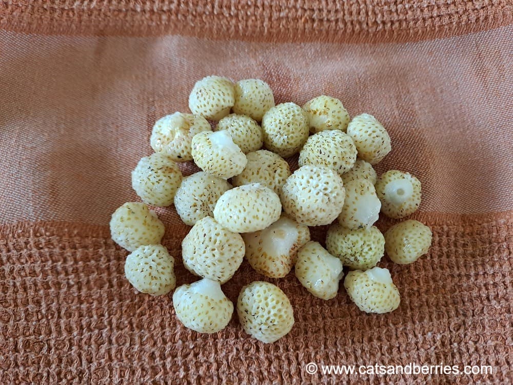 Fragaria nilgerrensis