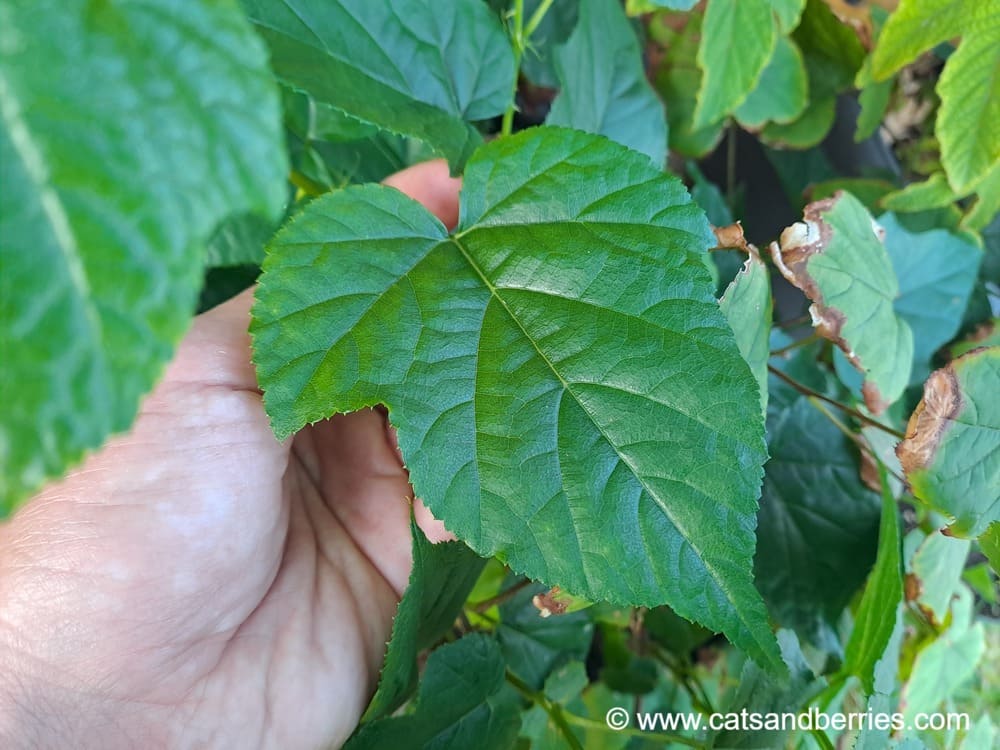 Rubus lambertianus